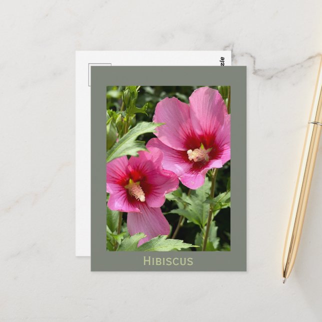 Hibiscus Flower Postcard (Front/Back In Situ)