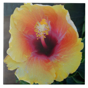 Hibiscus Flower Tile