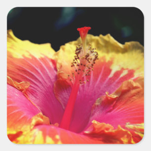 Hibiscus Flower Up Close Square Sticker