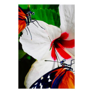 Hibiscus flower with 2 Tiger Longwing butterflies Poster