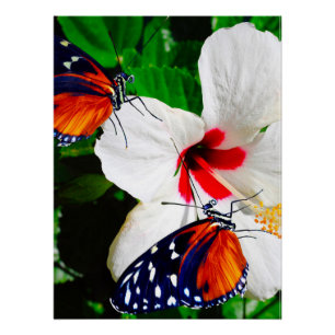 Hibiscus flower with 2 Tiger Longwing butterflies Poster