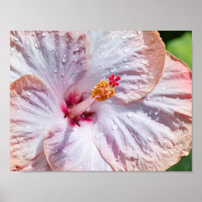 Hibiscus Flower with Dew Poster (Front)