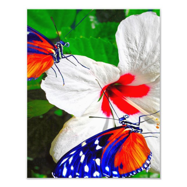 Hibiscus flower with Tiger Longwing Glossy Poster (Front)