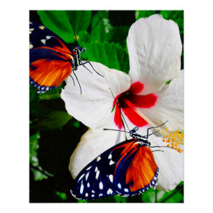 Hibiscus flower with Tiger Longwing Glossy Poster