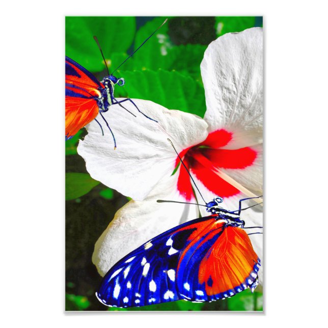 Hibiscus flower with Tiger Longwing Glossy Poster (Front)