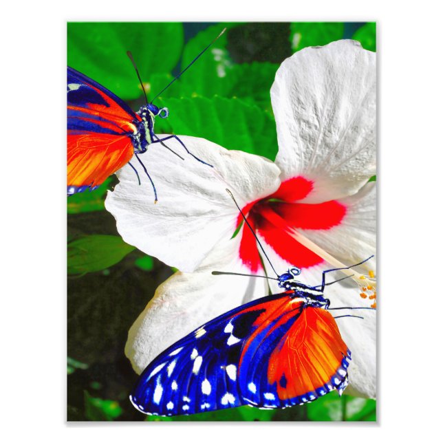 Hibiscus flower with Tiger Longwing Glossy Poster (Front)