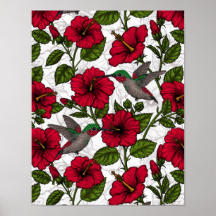 Hibiscus flowers and hummingbirds poster