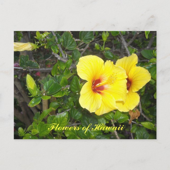 Hibiscus Flowers of Hawaii Postcard (Front)