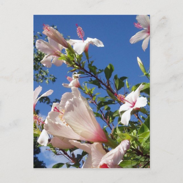 Hibiscus Flowers Postcard (Front)