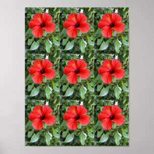 Hibiscus flowers poster