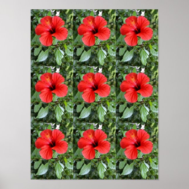 Hibiscus flowers poster (Front)