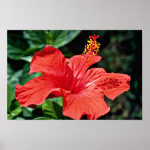Hibiscus  flowers poster