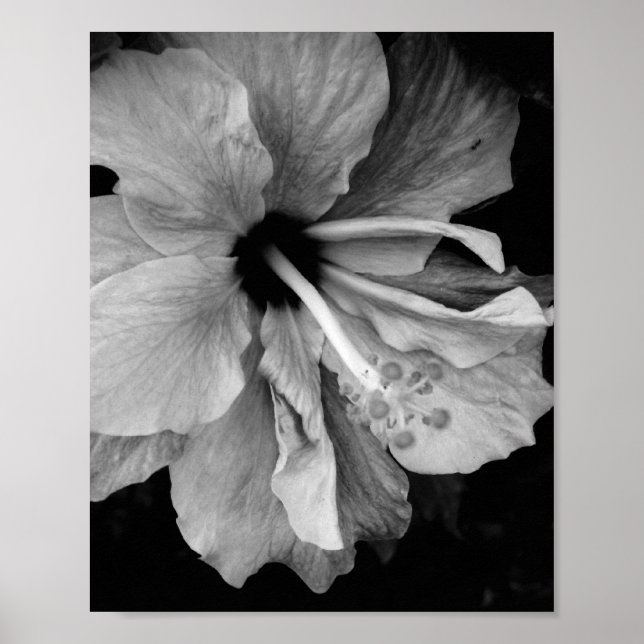 Hibiscus Flyer Poster (Front)