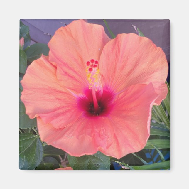 HIBISCUS HOME MAGNET (Front)