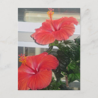 Hibiscus House Plant Postcard