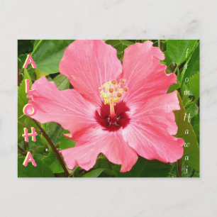 Hibiscus in Hawaii Pink Coral Colour Postcard