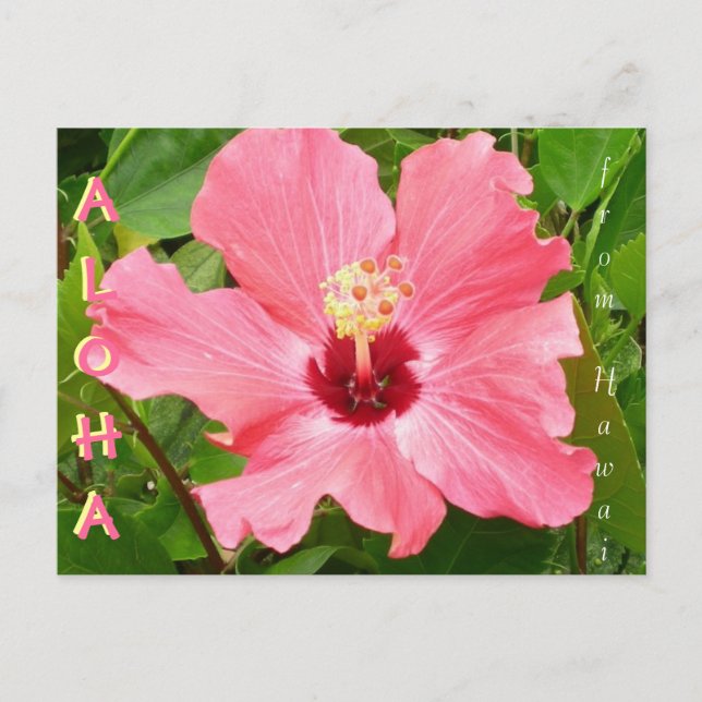 Hibiscus in Hawaii Pink Coral Colour Postcard (Front)