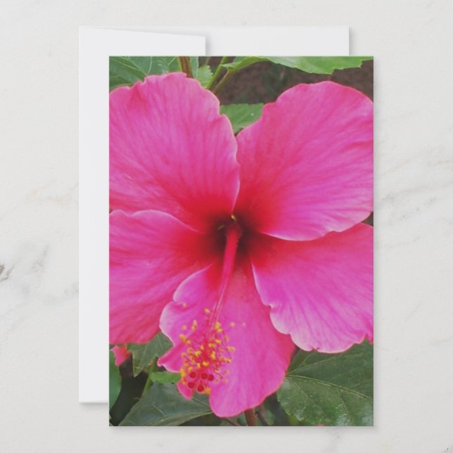 Hibiscus Invitation (Front)