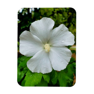 Hibiscus Magnet