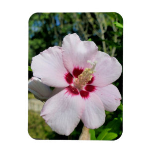 Hibiscus Magnet