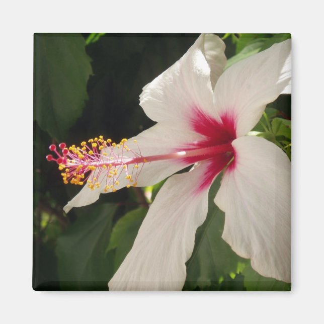Hibiscus Magnet (Front)