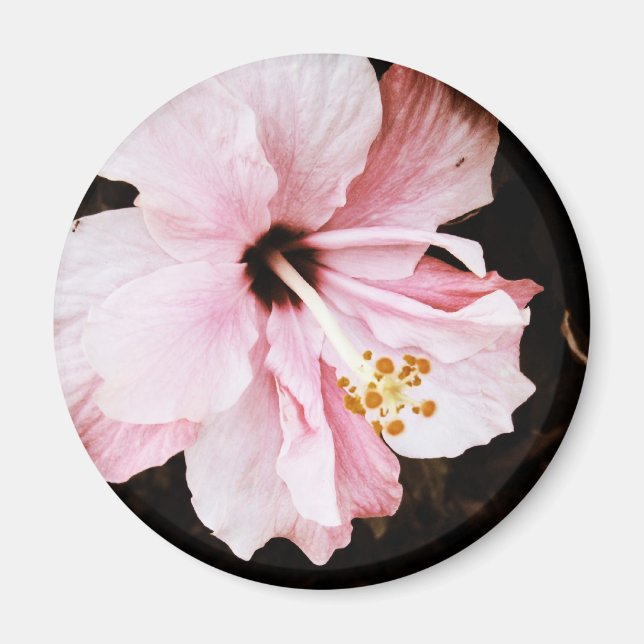 Hibiscus Magnet (Front)