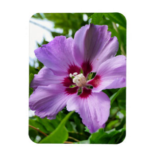 Hibiscus Magnet