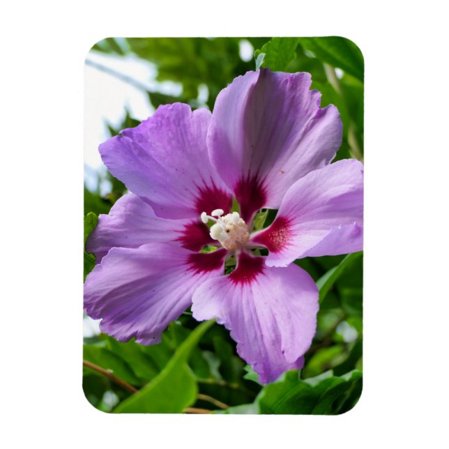 Hibiscus Magnet (Vertical)