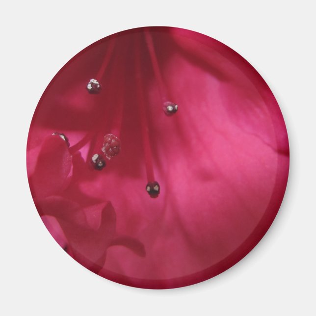 Hibiscus Magnet (Front)
