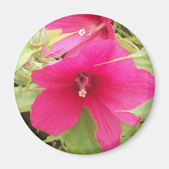 hibiscus Magnet (Front)