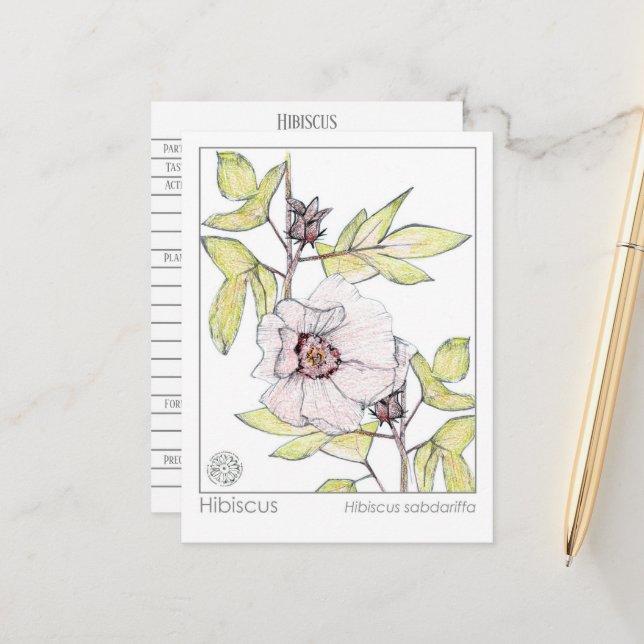 Hibiscus Materia Medica Monograph Herbal Study Postcard (Front/Back In Situ)