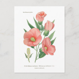 Hibiscus militaris postcard