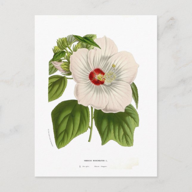 Hibiscus moscheutos postcard (Front)