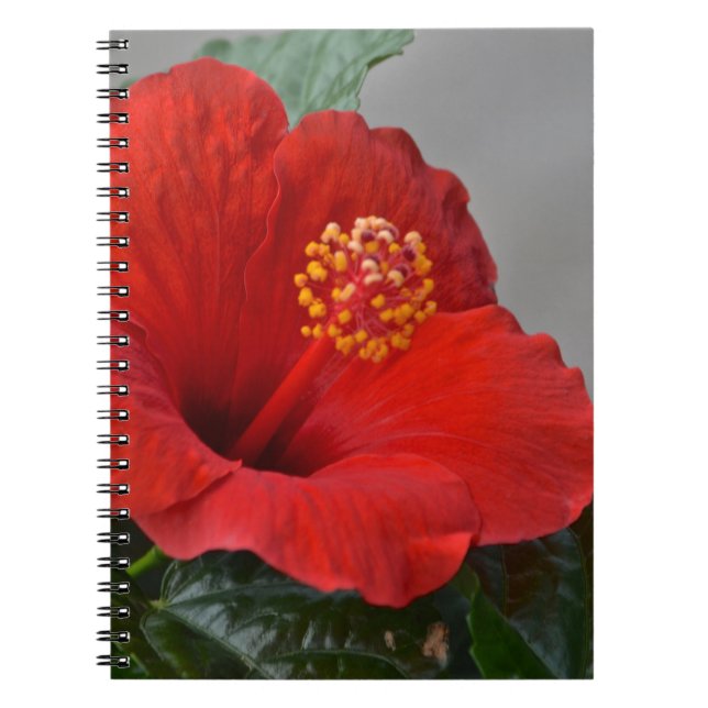 Hibiscus Notebook (Front)
