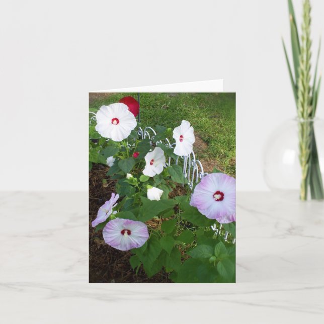 Hibiscus notecard, variety card (Front)