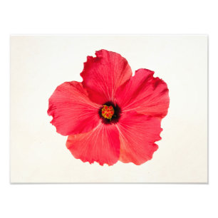 Hibiscus - Personalised Tropical Hot Pink Flower Photo Print