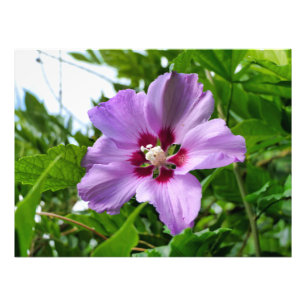 Hibiscus Photo Print