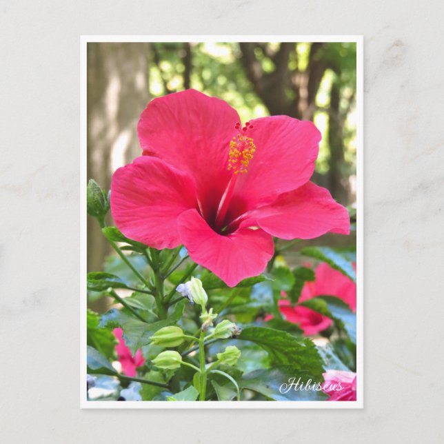 Hibiscus Postcard (Front)