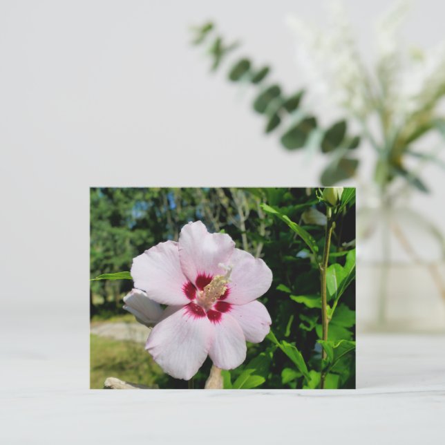 Hibiscus Postcard (Standing Front)