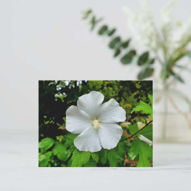 Hibiscus Postcard (Standing Front)