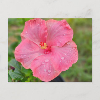 Hibiscus Postcard