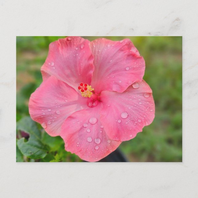 Hibiscus Postcard (Front)