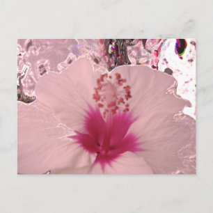 Hibiscus Postcard