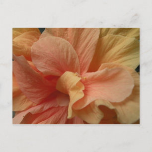 Hibiscus postcard