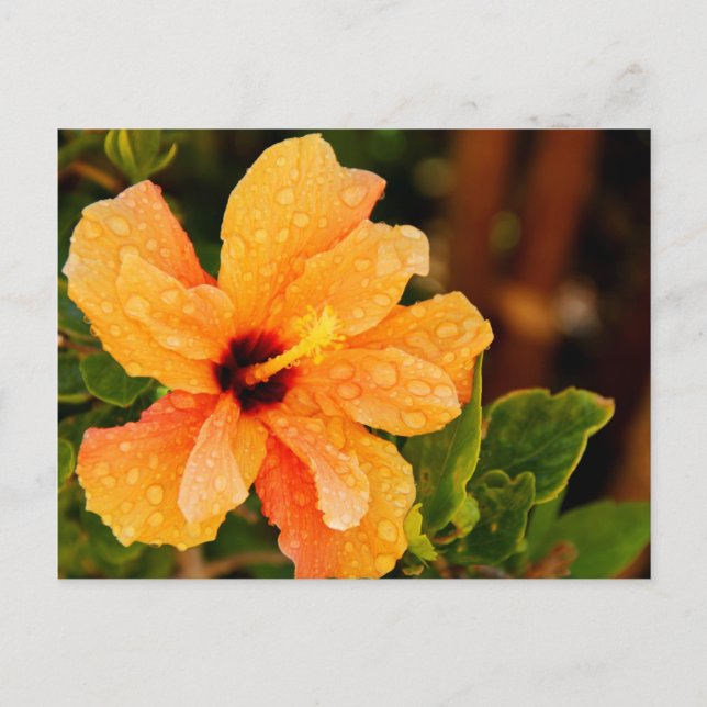Hibiscus Postcard (Front)