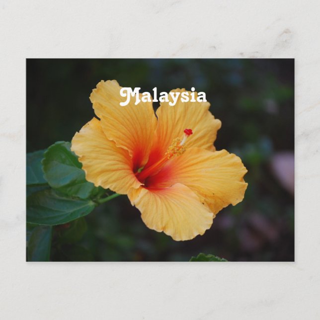 Hibiscus Postcard (Front)