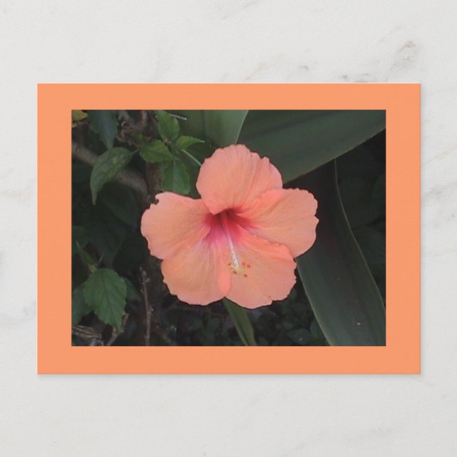 Hibiscus Postcard (Front)