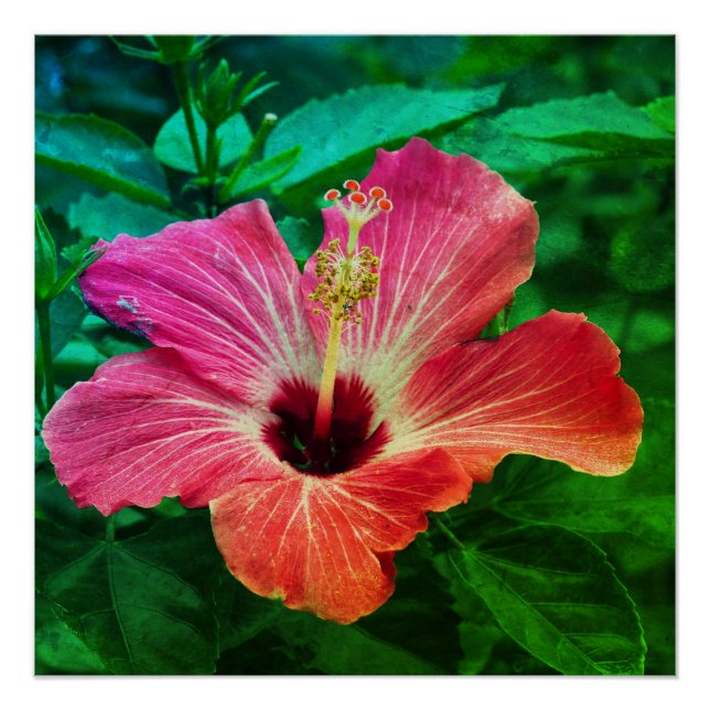 Hibiscus  poster (Front)