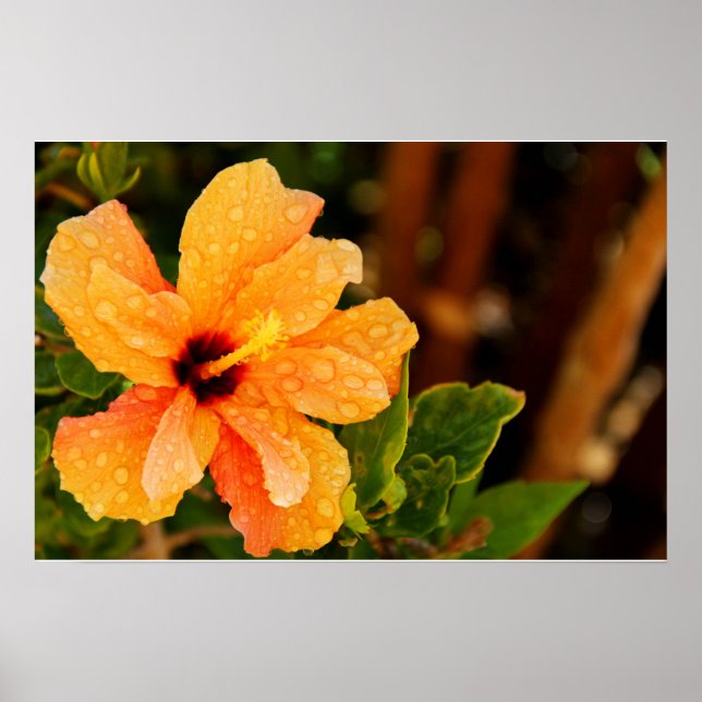 Hibiscus Poster (Front)