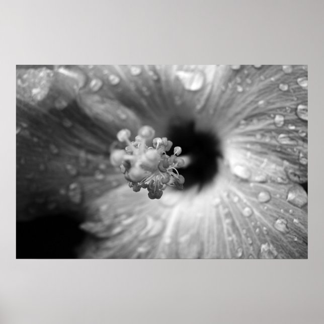 hibiscus poster (Front)